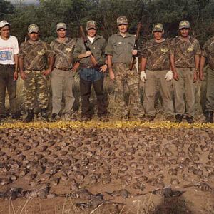 Argentina Wingshooting Dove