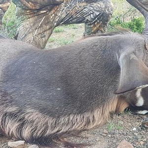 Kudu Hunt South Africa