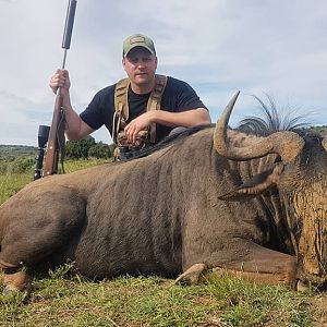 Blue Wildebeest Hunt South Africa