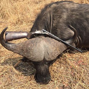 Cape Buffalo Hunt Zimbabwe