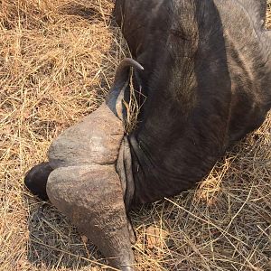 Zimbabwe Hunting Buffalo