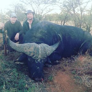 Cape Buffalo Hunt