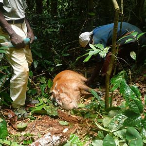 Hunt Gabonese Bushpig in Gabon