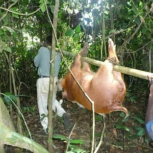 Gabonese Bushpig Hunting Gabon