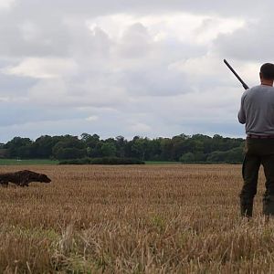 Hunting over a Pointing dog