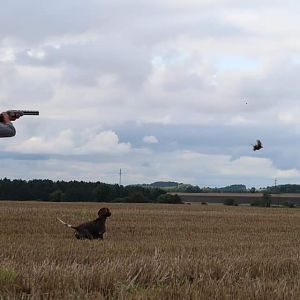 Hunting over a Pointing dog