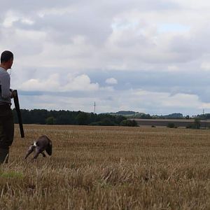 Hunting over a Pointing dog