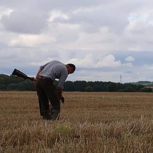 Hunting over a Pointing dog