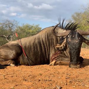 South Africa Bow Hunt Blue Wildebeest