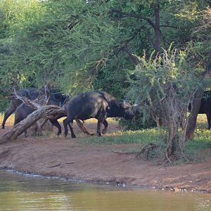 Herd of Cape Buffalo South Africa