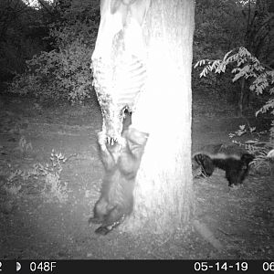 African Honey Badger Trail Cam Pictures South Africa