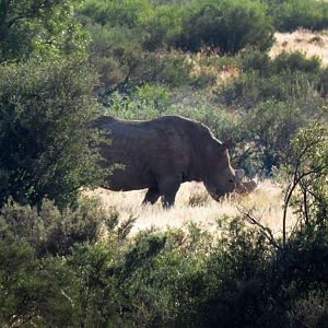 White Rhino South Africa