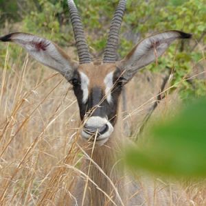 Roan Burkina Faso