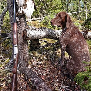 Ptarmigan Hunting over Pointing dogs, a Swedish Highland Hunt