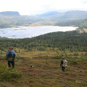 Ptarmigan Hunting over Pointing dogs, a Swedish Highland Hunt