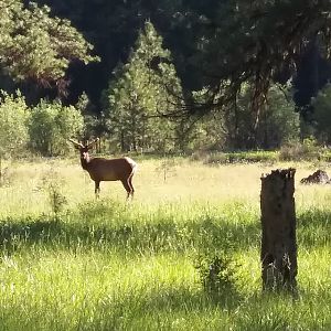 Elk USA