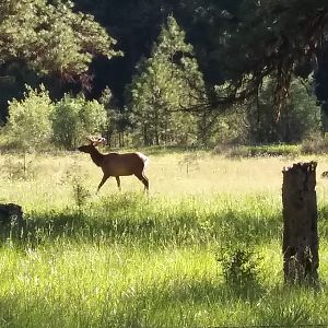 Elk USA