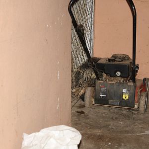 African Porcupine in storage room