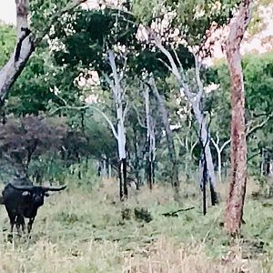 Asiatic Water Buffalo Australia