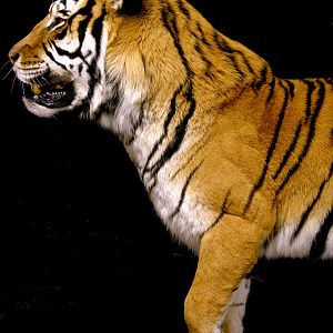 Tiger Full Mount Taxidermy