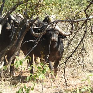 Cape Buffalo South Africa