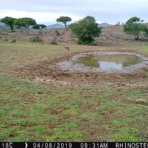 Trail Cam Pictures of Jackal in South Africa