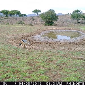 South Africa Trail Cam Pictures Jackal