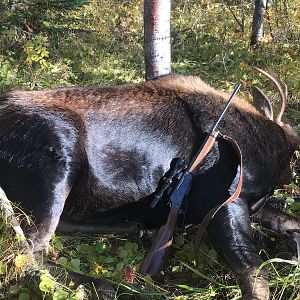 Canada Hunting Moose