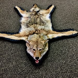 Coyote Rug Taxidermy