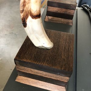 Warthog Tusk Display Project