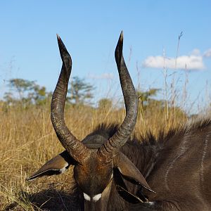 Zambia Hunting Nyala