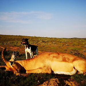 Hunting Impala in South Africa