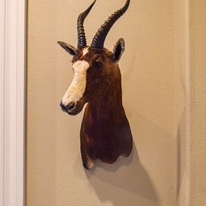 Blesbok Shoulder Mount Taxidermy