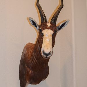 Blesbok Shoulder Mount Taxidermy