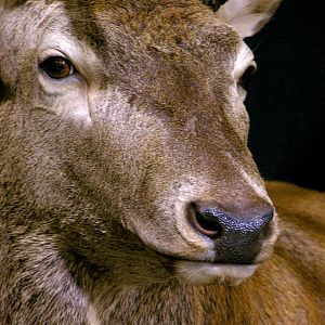 Red Stag Wall Pedestal Mount Taxidermy