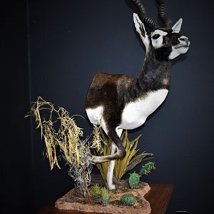 Blackbuck Antelope Half Mount Taxidermy