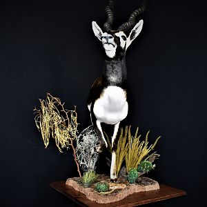 Blackbuck Antelope Half Mount Taxidermy