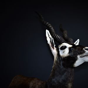 Blackbuck Antelope Half Mount Taxidermy