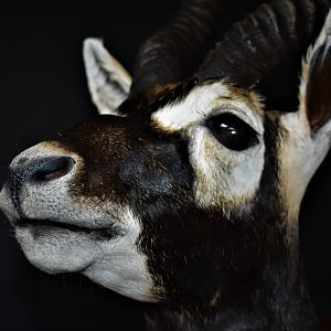 Blackbuck Antelope Half Mount Taxidermy