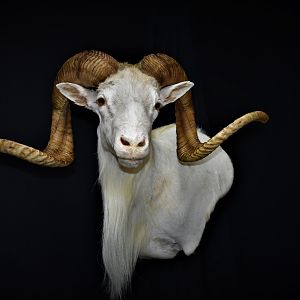 Texas Dall Sheep Shoulder Mount Taxidermy