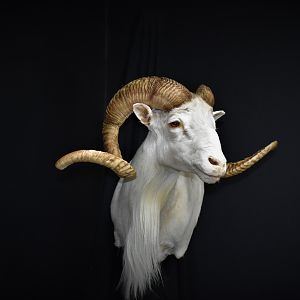 Texas Dall Sheep Shoulder Mount Taxidermy