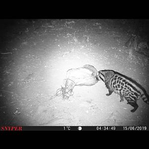 Trail Cam Pictures of Civet in South Africa