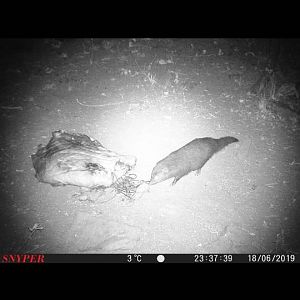 South Africa Trail Cam Pictures Mongoose