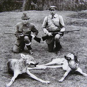 Romania Hunt Wolf