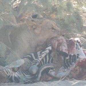 Lion in Hoanib River Valley, Damaraland, Namibia