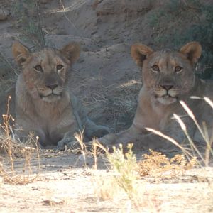 Lion in Hoanib River Valley, Damaraland, Namibia