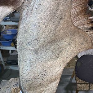 Roan Shoulder Mount Chess Piece Taxidermy Before