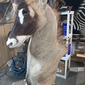 Roan Shoulder Mount Chess Piece Taxidermy Before