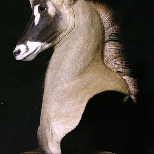 Roan Shoulder Mount Chess Piece Taxidermy After