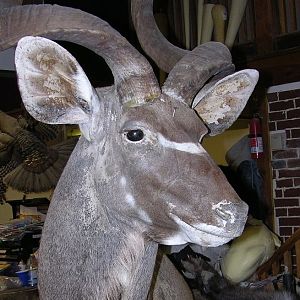 Kudu Shoulder Mount Taxidermy After